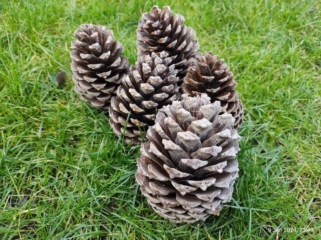 5 Large Pine Cones for Crafts,rustic Decor, Fir Cone Ornaments, Holiday