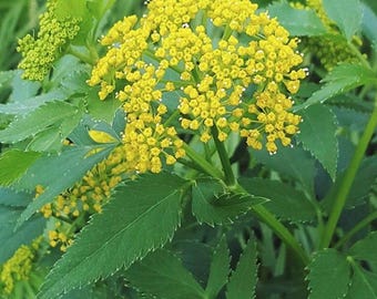 Golden Alexander seeds