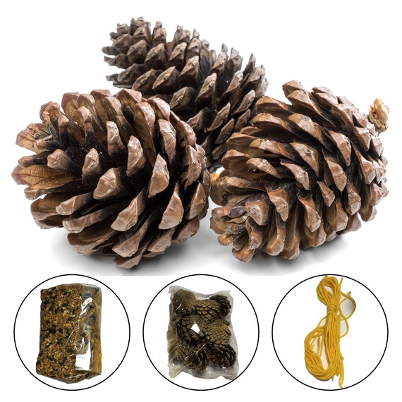 Pine Cone Bird Feeder Kit For Kids Etsy
