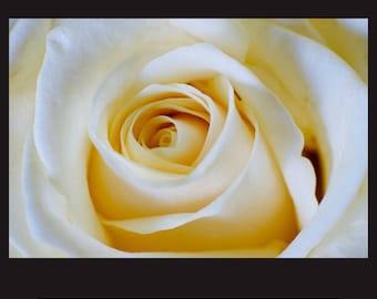 Flower Photography, Print Art, Flower, Wall Decor, White Rose, Still Life Photography, Office Decor, Bedroom Decor, Wall Art, Rose