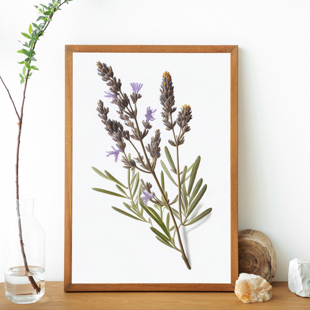 Lavender Wall Art,botanical Wall Art,lavender Printable Art,garden Wall