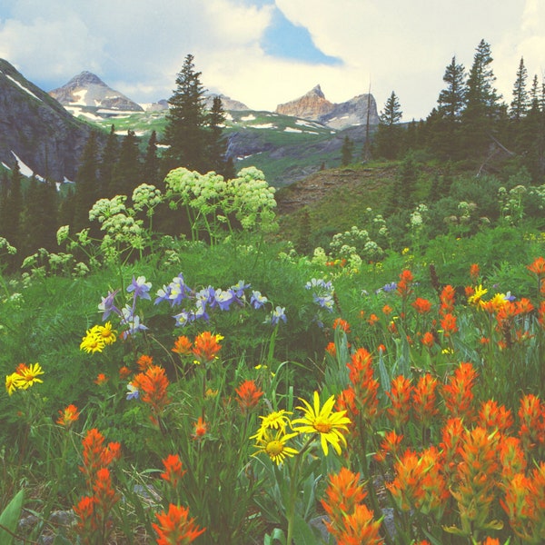 Wildflowers below Ice Lakes above Silverton, Colorado Photographic Print