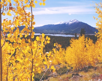 Yellow Aspen leaves, Ten Mile Range near Frisco, Colorado