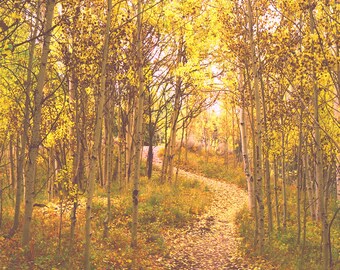 Aspen leaves on a trail above Frisco, Colorado