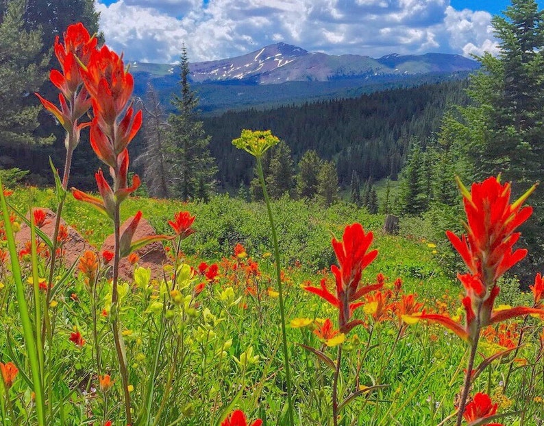 indian paintbrush wildflower