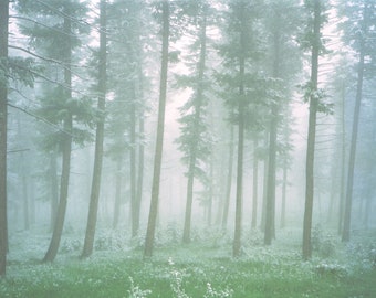 Fog in the Forest in Genesee, Colorado Photographic Print