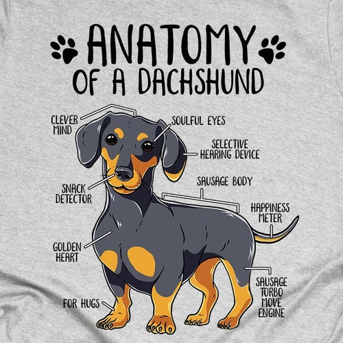 Funny Weiner Dog Tshirt Drink Beer With Dachshund Doxie Dog Etsy