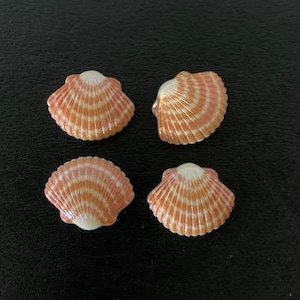 May include: Four pink and white seashells with orange stripes. The shells are arranged in a square pattern on a black background.