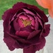 Wreaths That Bloom