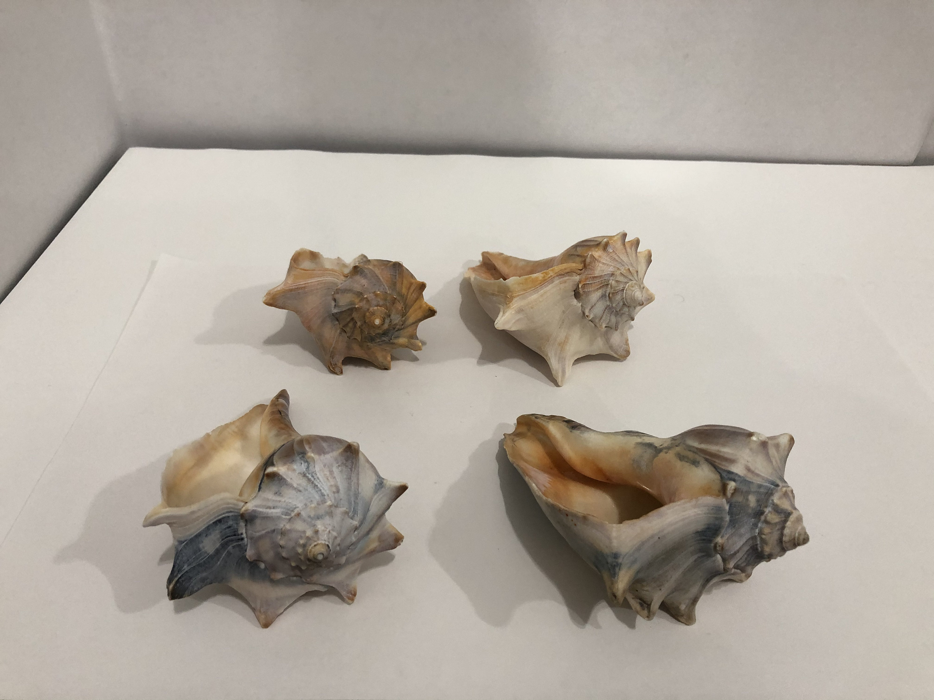 Large Conch Shell Seashells 4 pieces 1 lbs 9 oz Etsy