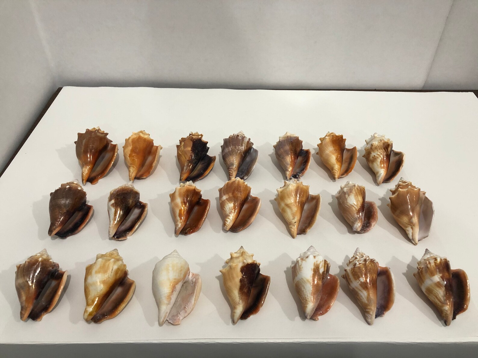 Florida Fighting Conch Shell Seashells 21 Pieces 2 Lbs 10 Oz Etsy UK