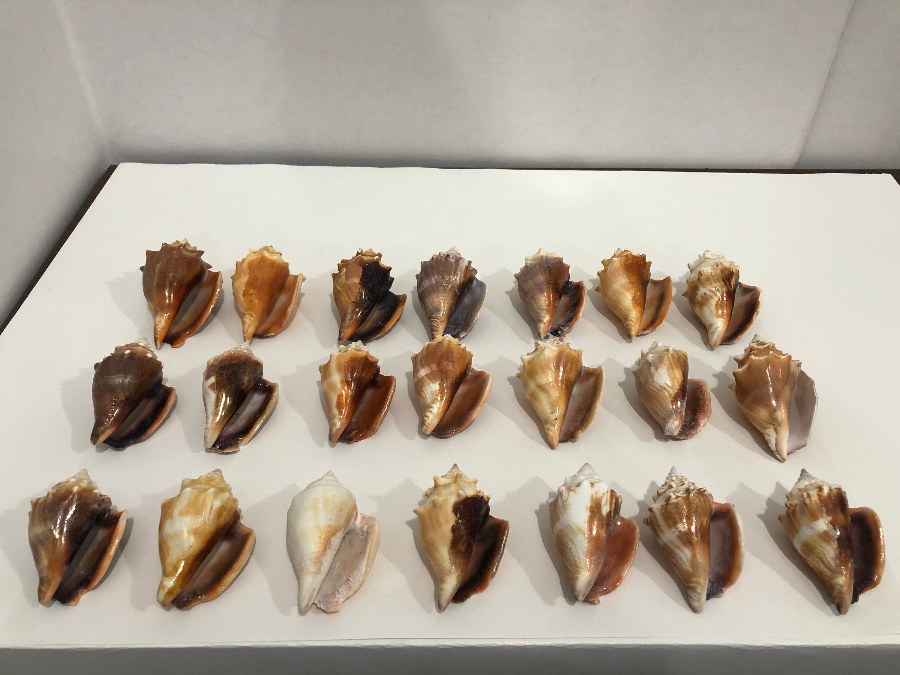 Florida Fighting Conch Shell Seashells 21 Pieces 2 Lbs 10 Oz Etsy UK