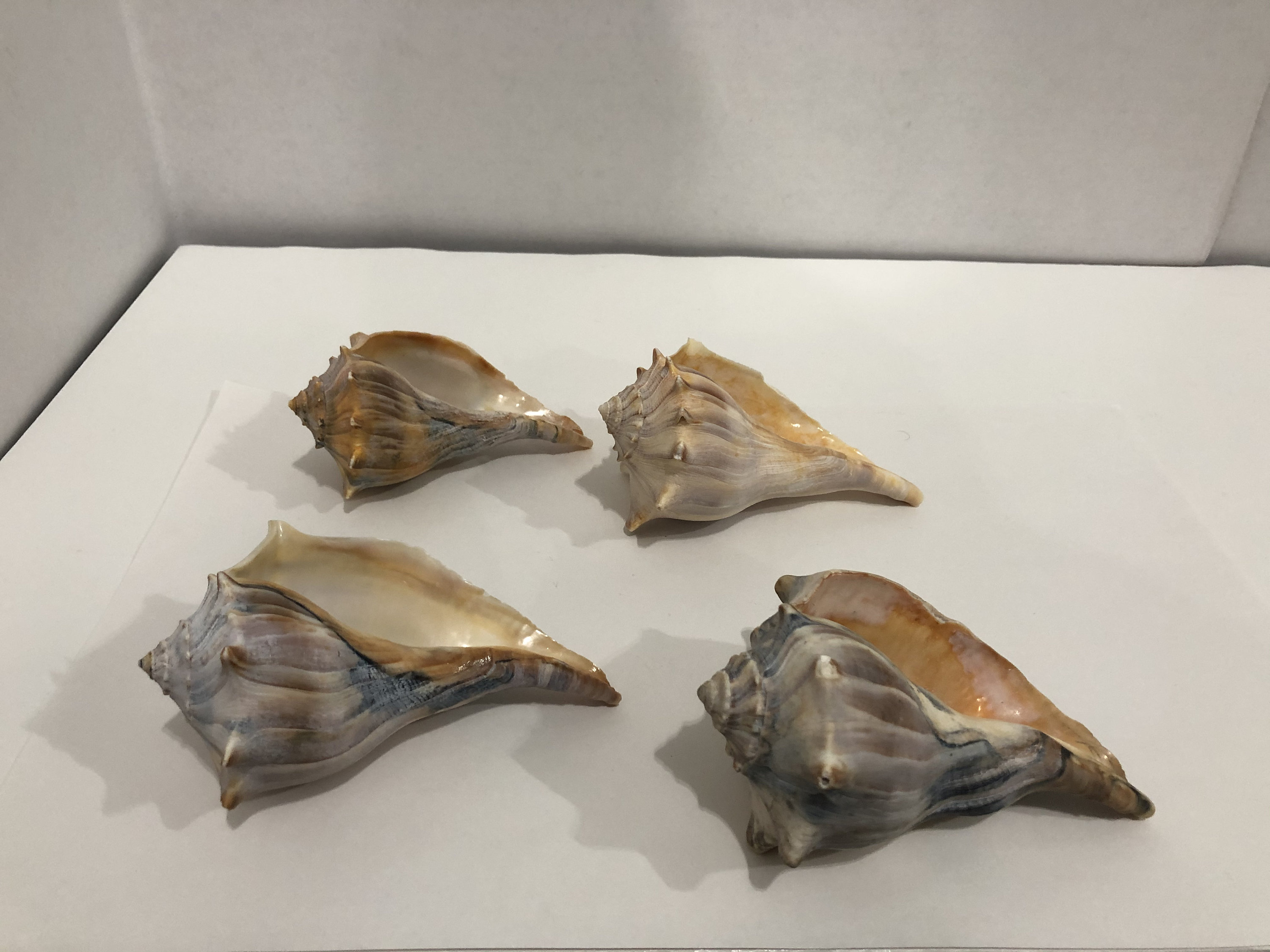 Large Conch Shell Seashells 4 pieces 1 lbs 9 oz Etsy