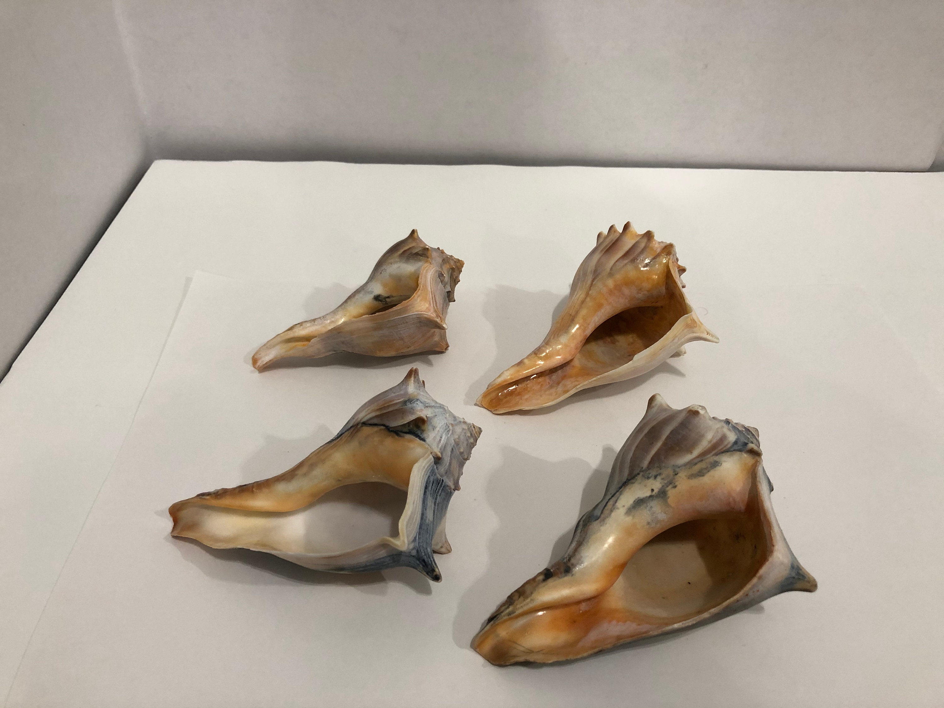 Large Conch Shell Seashells 4 pieces 1 lbs 9 oz Etsy