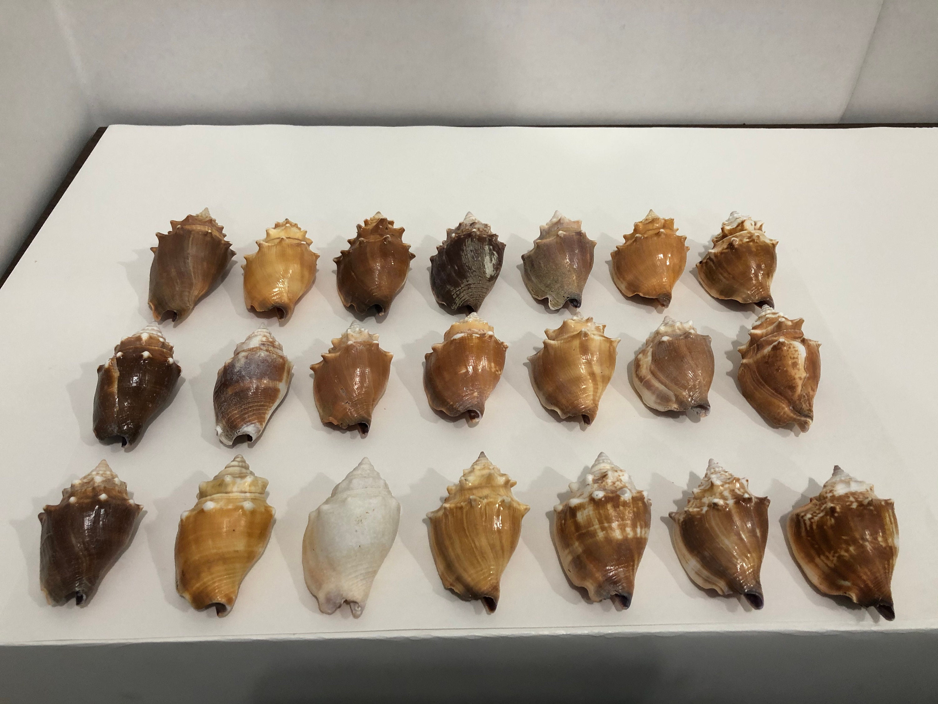Florida Fighting Conch Shell Seashells 21 Pieces 2 Lbs 10 Oz Etsy UK