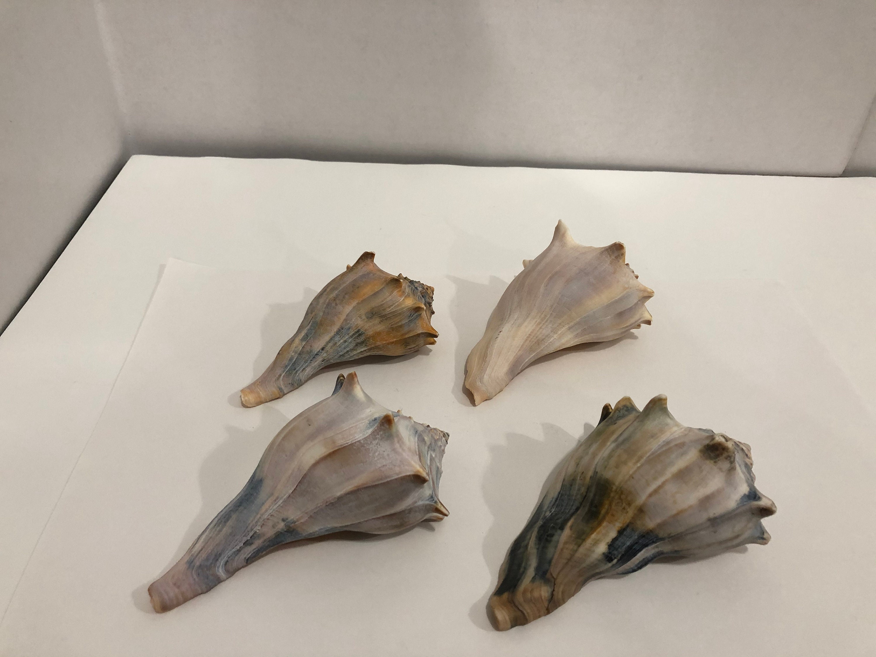 Large Conch Shell Seashells 4 pieces 1 lbs 9 oz Etsy