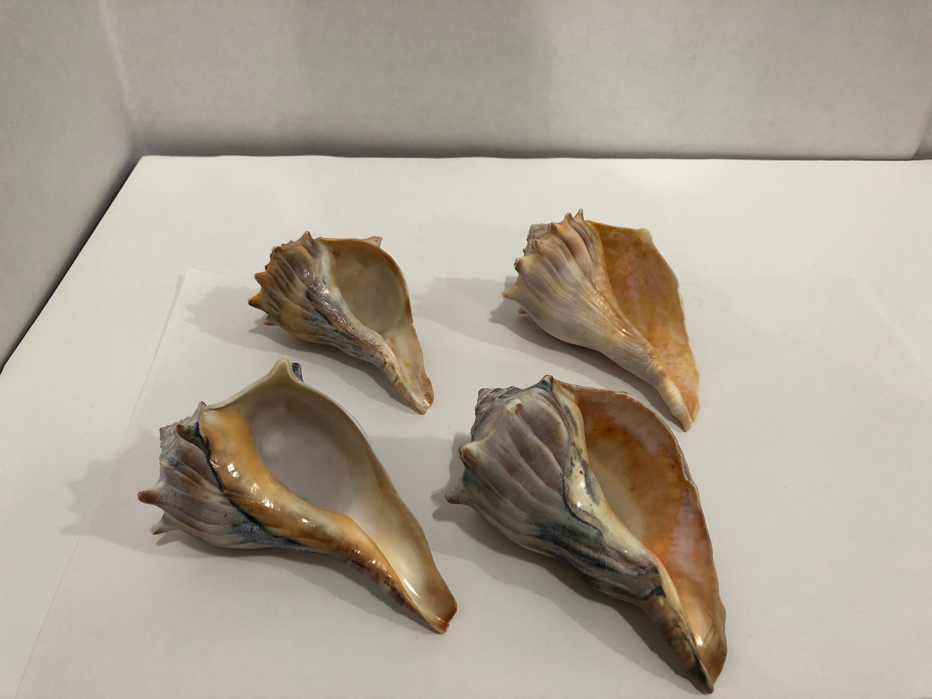 Large Conch Shell Seashells 4 pieces 1 lbs 9 oz Etsy