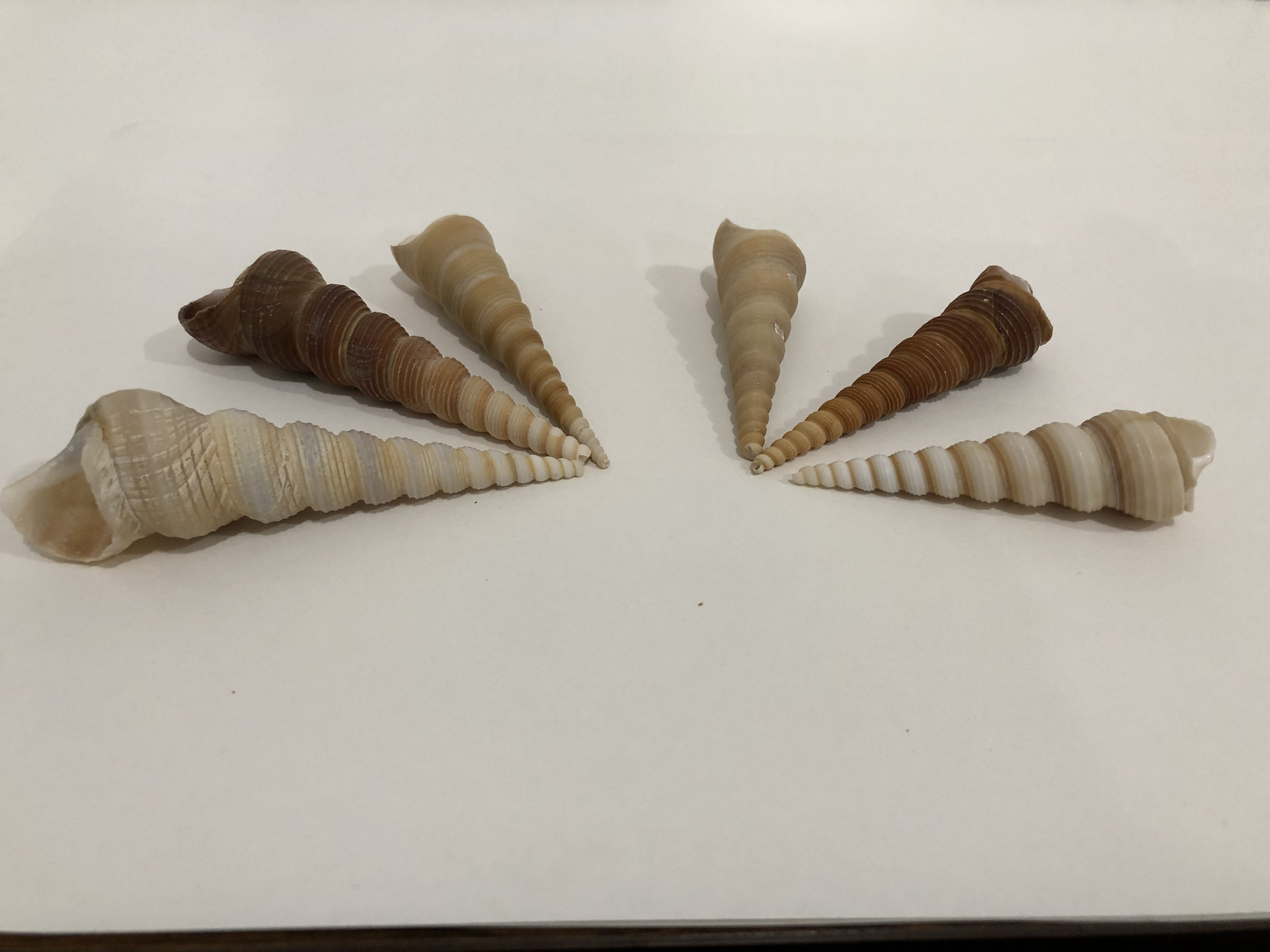 Auger Shell Seashells Collection 6 Pieces 103 Gram - Etsy UK