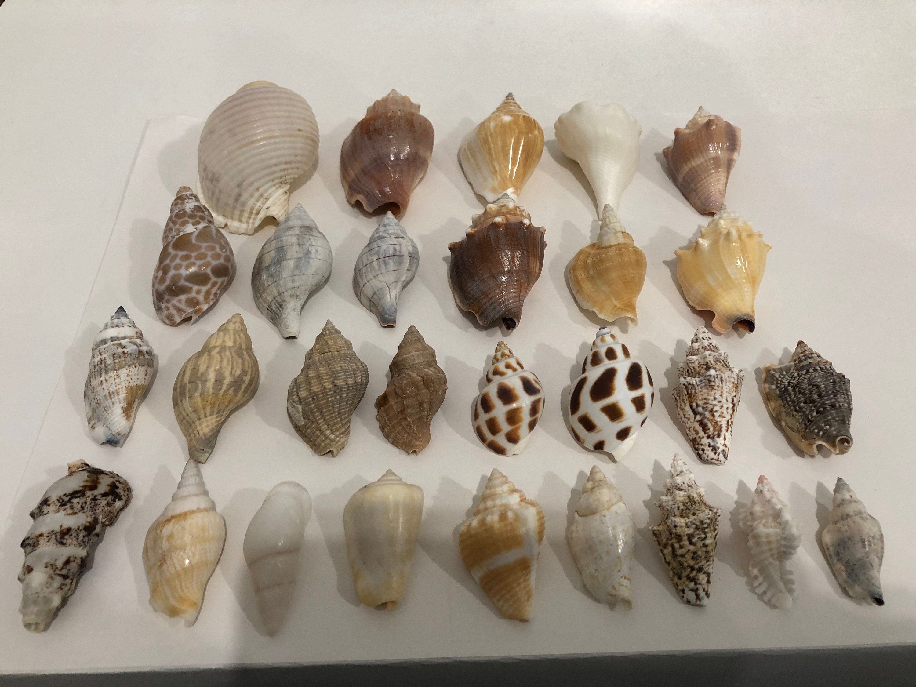 Seashells Collection 28 Pieces 15 oz 1.5'' Etsy