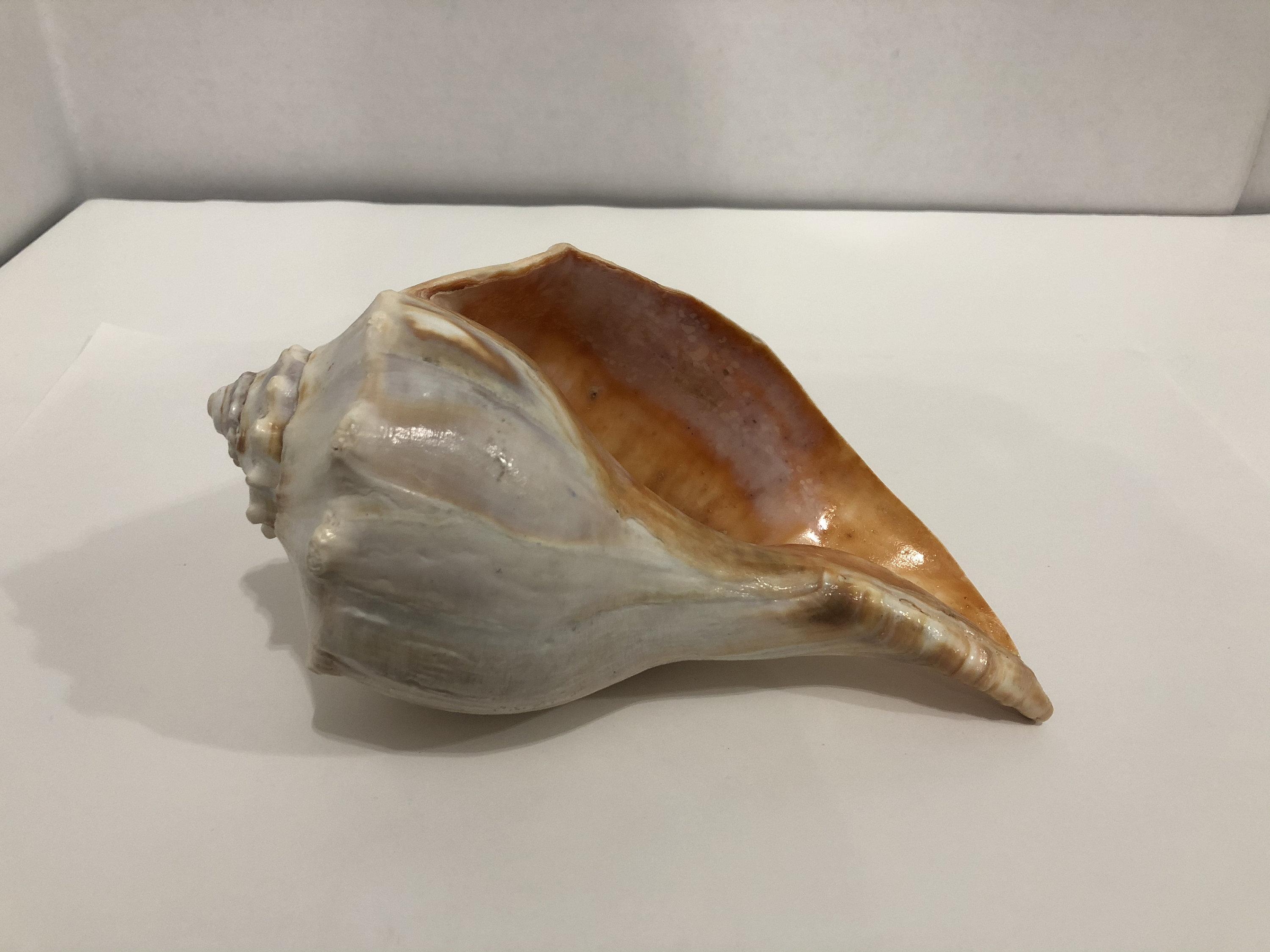 Large Conch Shell Seashells 1 lbs 3 oz 8.25''L by Etsy