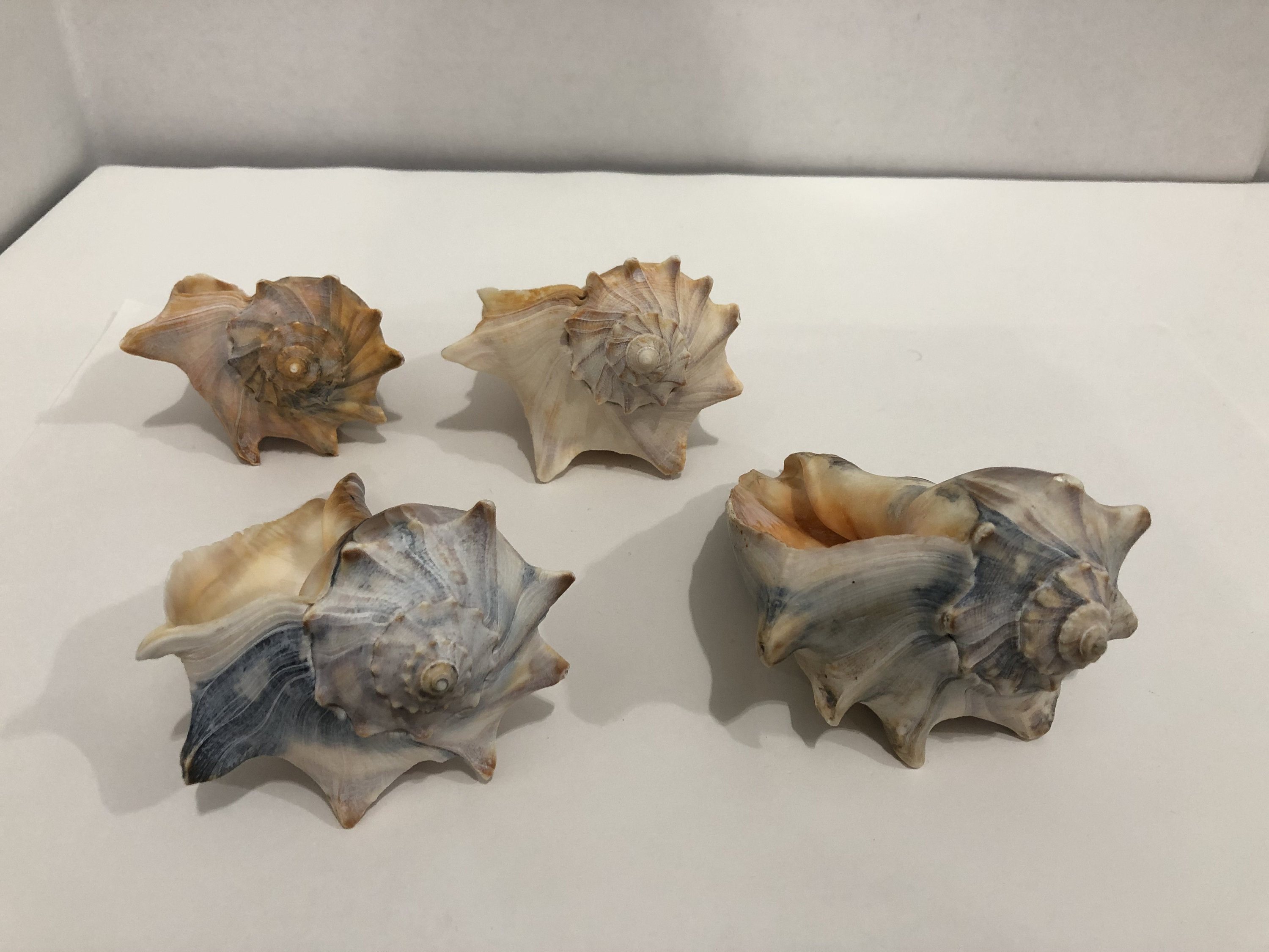 Large Conch Shell Seashells 4 pieces 1 lbs 9 oz Etsy