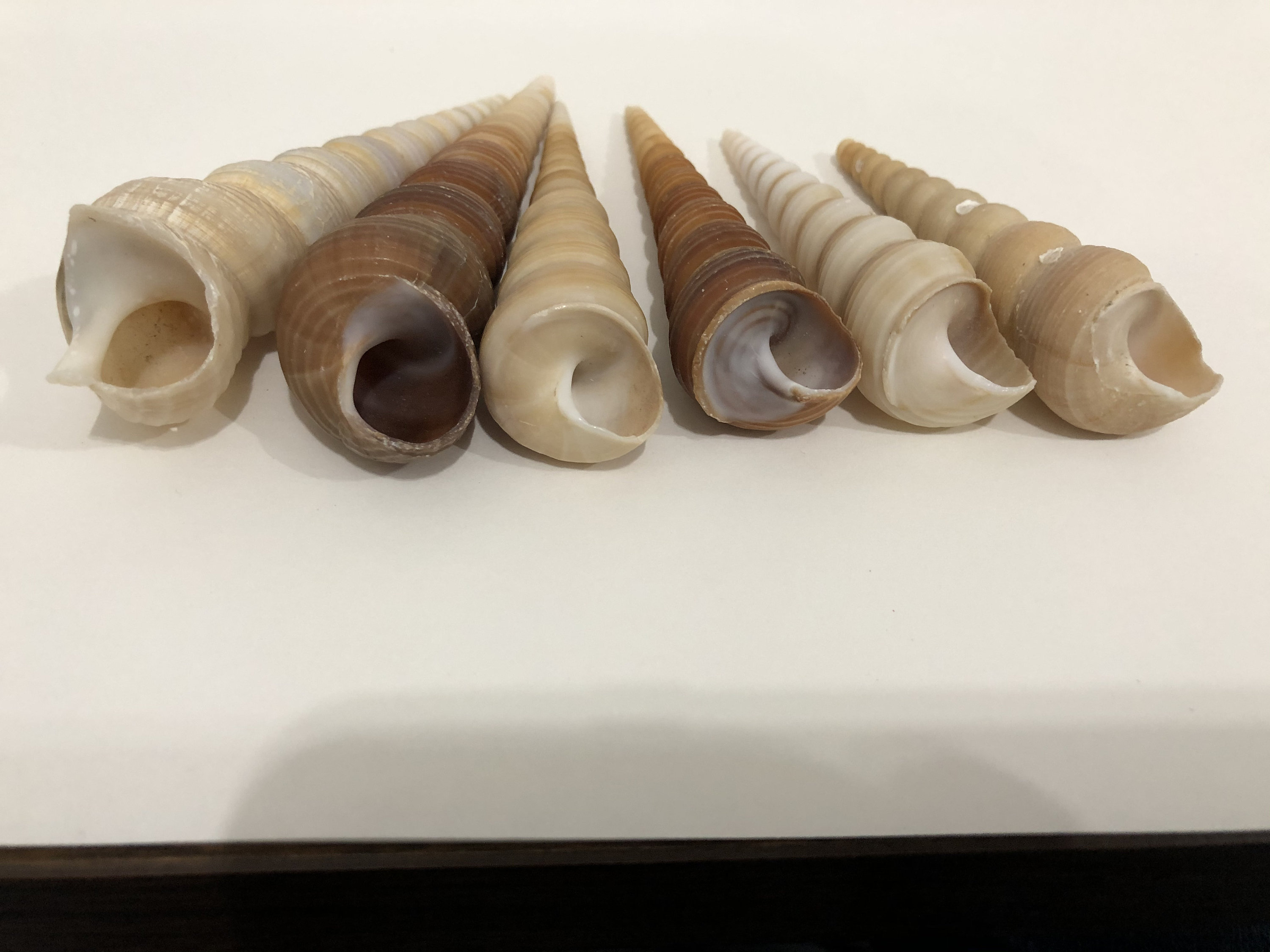 Auger Shell Seashells Collection 6 Pieces 103 Gram - Etsy UK