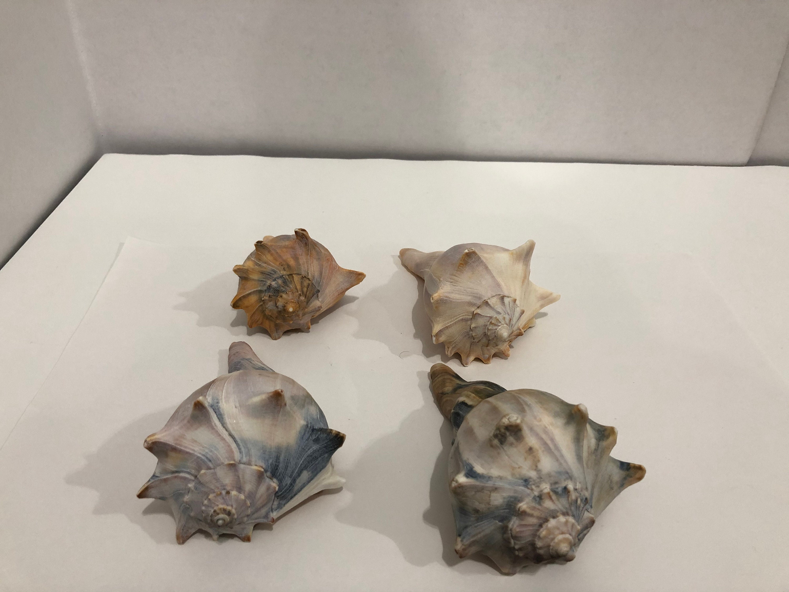 Large Conch Shell Seashells 4 pieces 1 lbs 9 oz Etsy