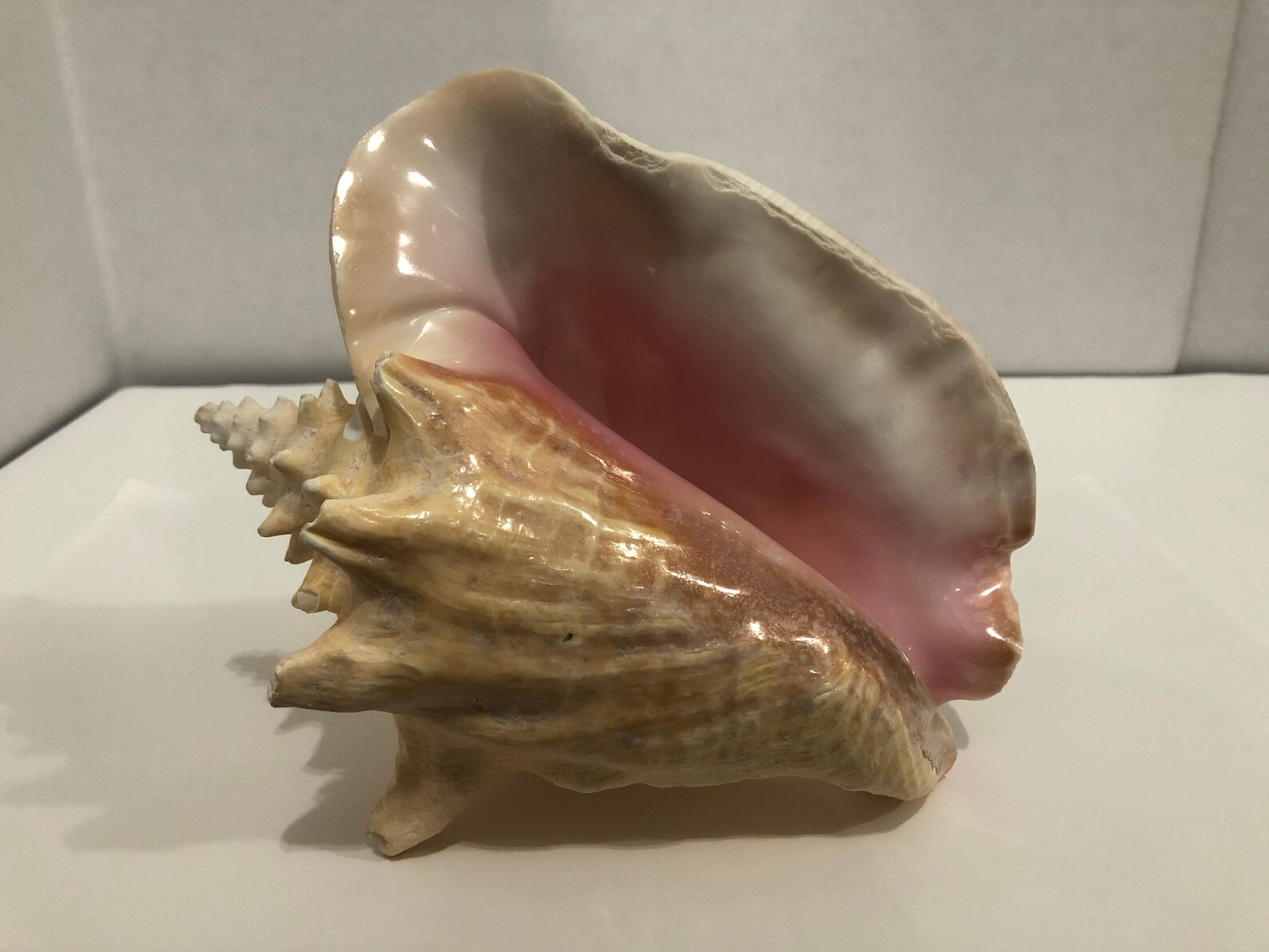 Helmet Conch Snail Shell Seashells 2 lbs 6 oz 8.5''L Etsy