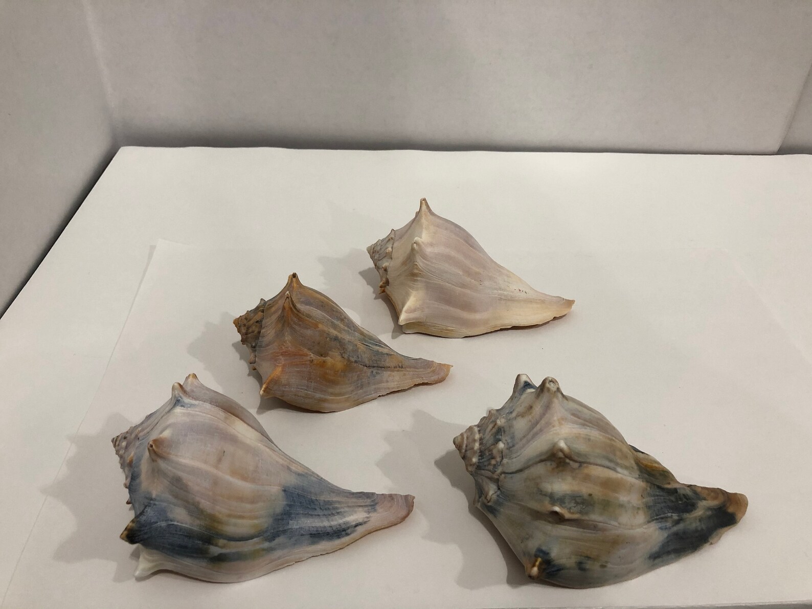 Large Conch Shell Seashells 4 pieces 1 lbs 9 oz Etsy
