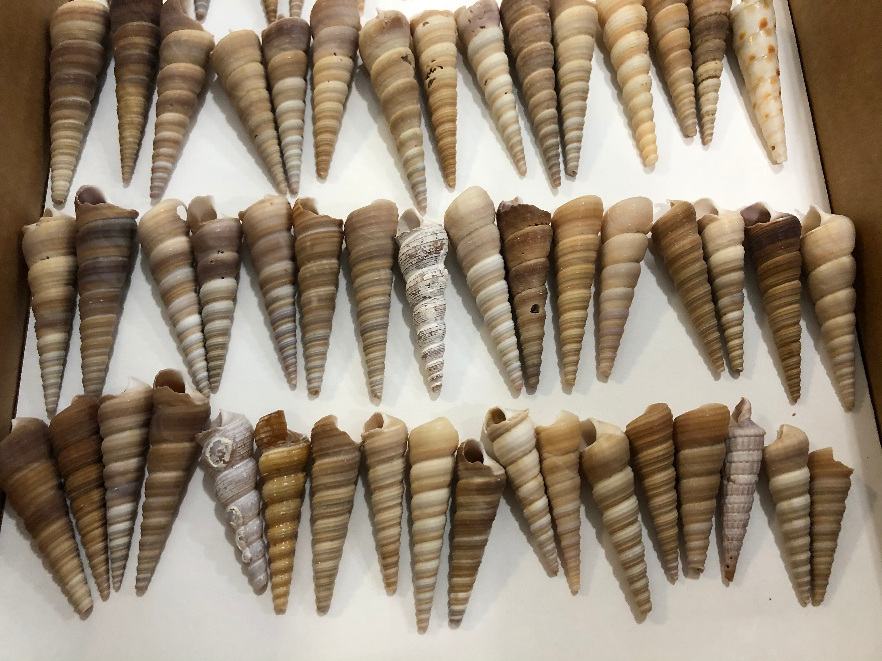 Auger Shell Seashells Collection 75 Piezas 249 Gram a 8 oz Etsy