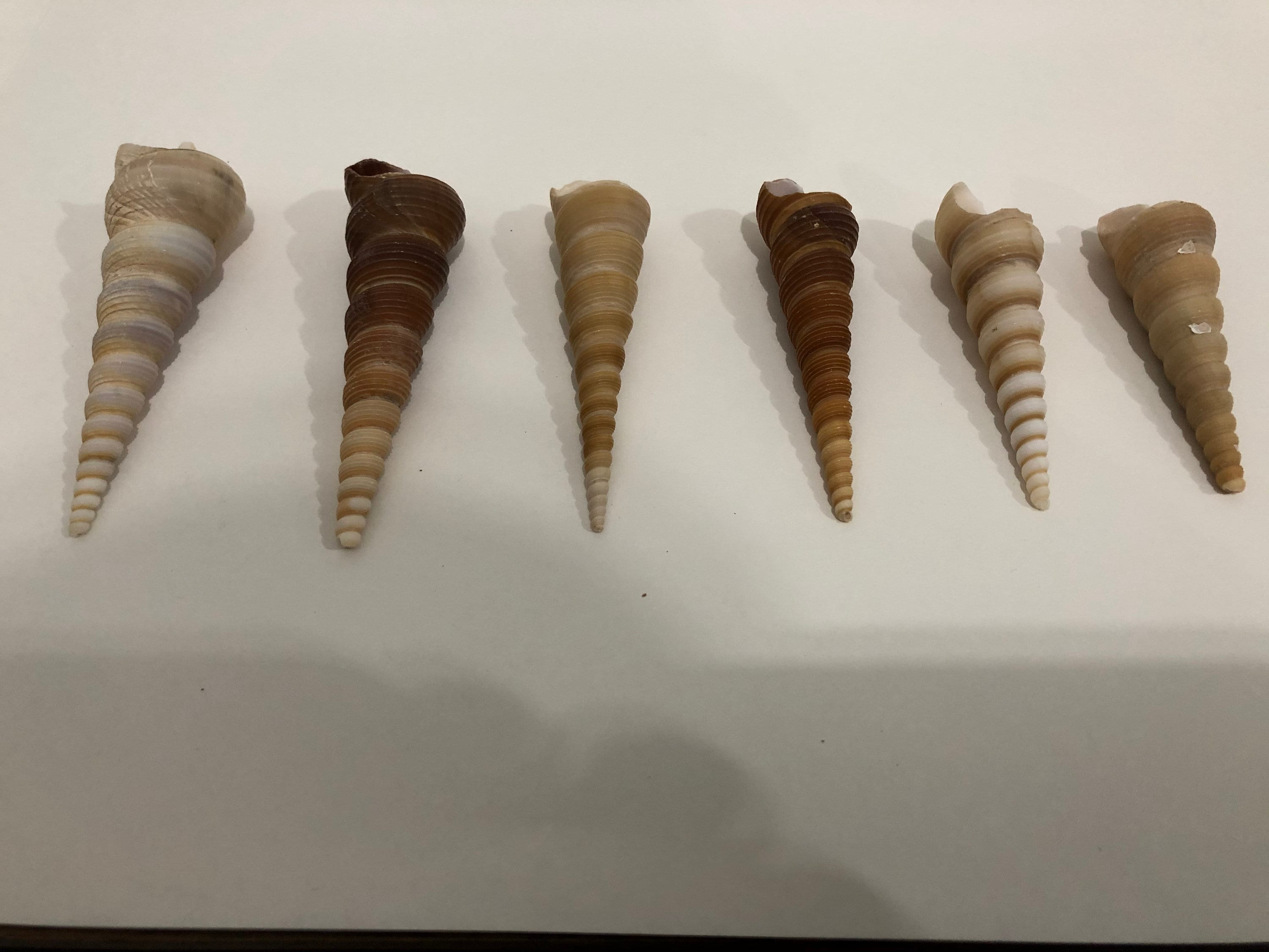 Auger Shell Seashells Collection 6 Pieces 103 Gram Etsy UK