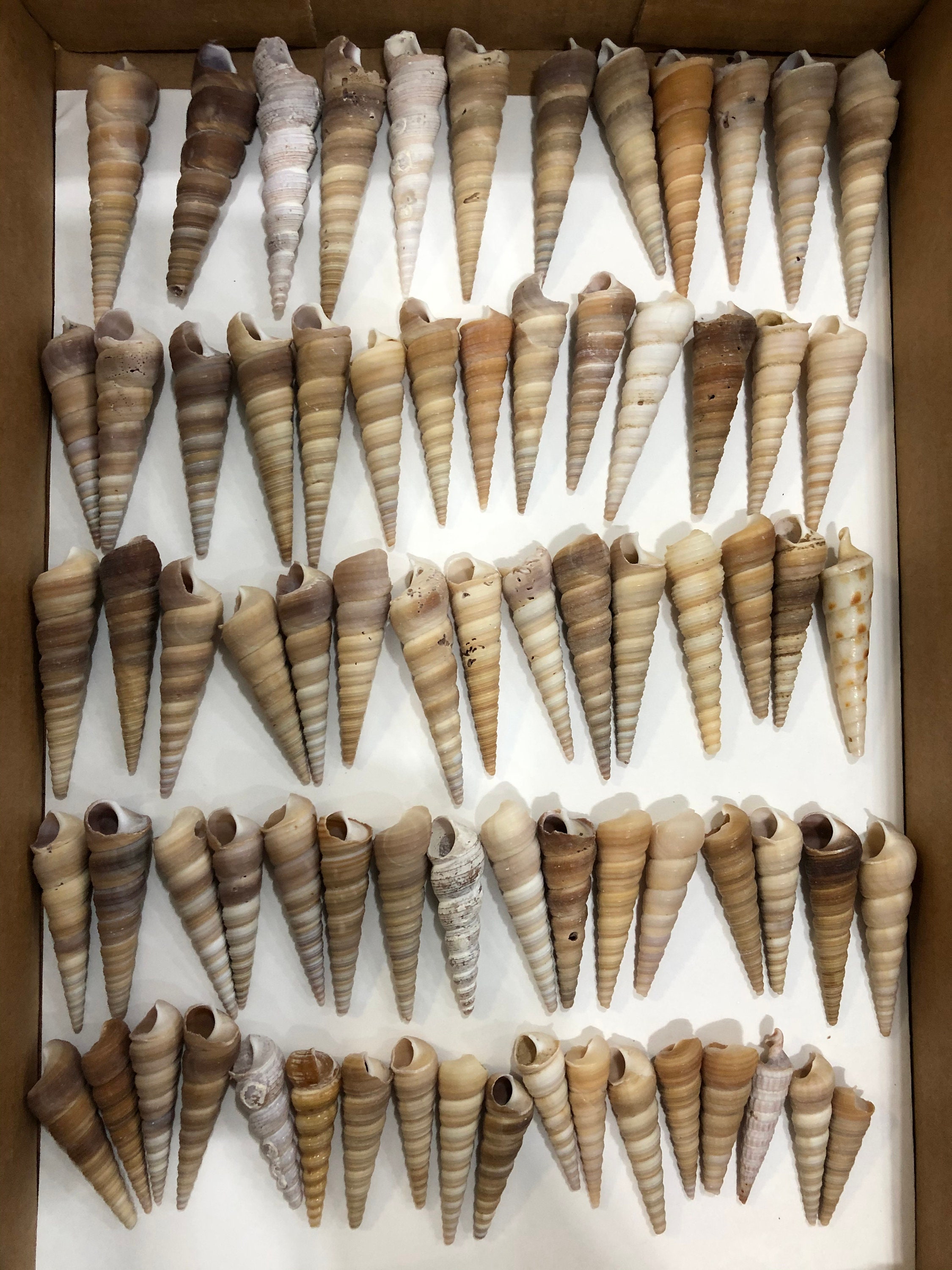 Auger Shell Seashells Collection 75 Piezas 249 Gram a 8 oz Etsy