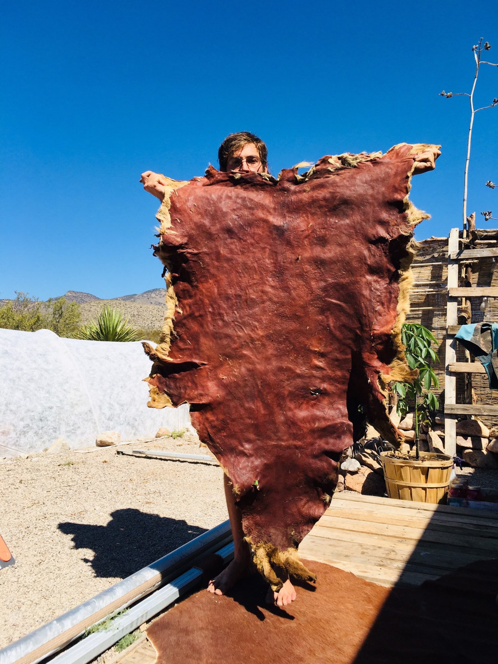 Bark Tan Deerskin w/ ears attached 10.5 sqft Etsy