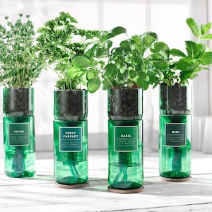 May include: Four green glass bottles with plants growing in them. The bottles are labelled with the names of the plants: Thyme, Curly Parsley, Basil, and Mint.