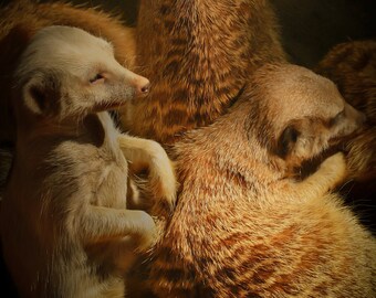 Meerkats, Printable Photograph Digital download