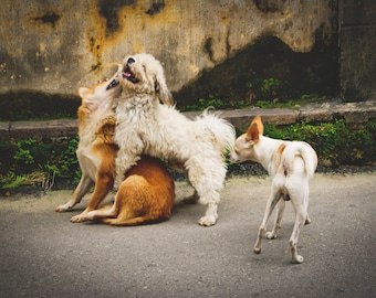 Street Dogs, Vietnam. Printable Photograph Digital Download