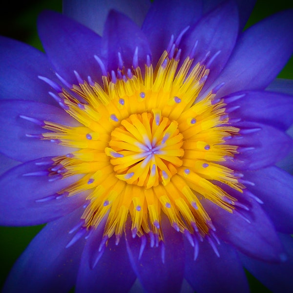 Purple Water Lily. Printable Photo Digital Download