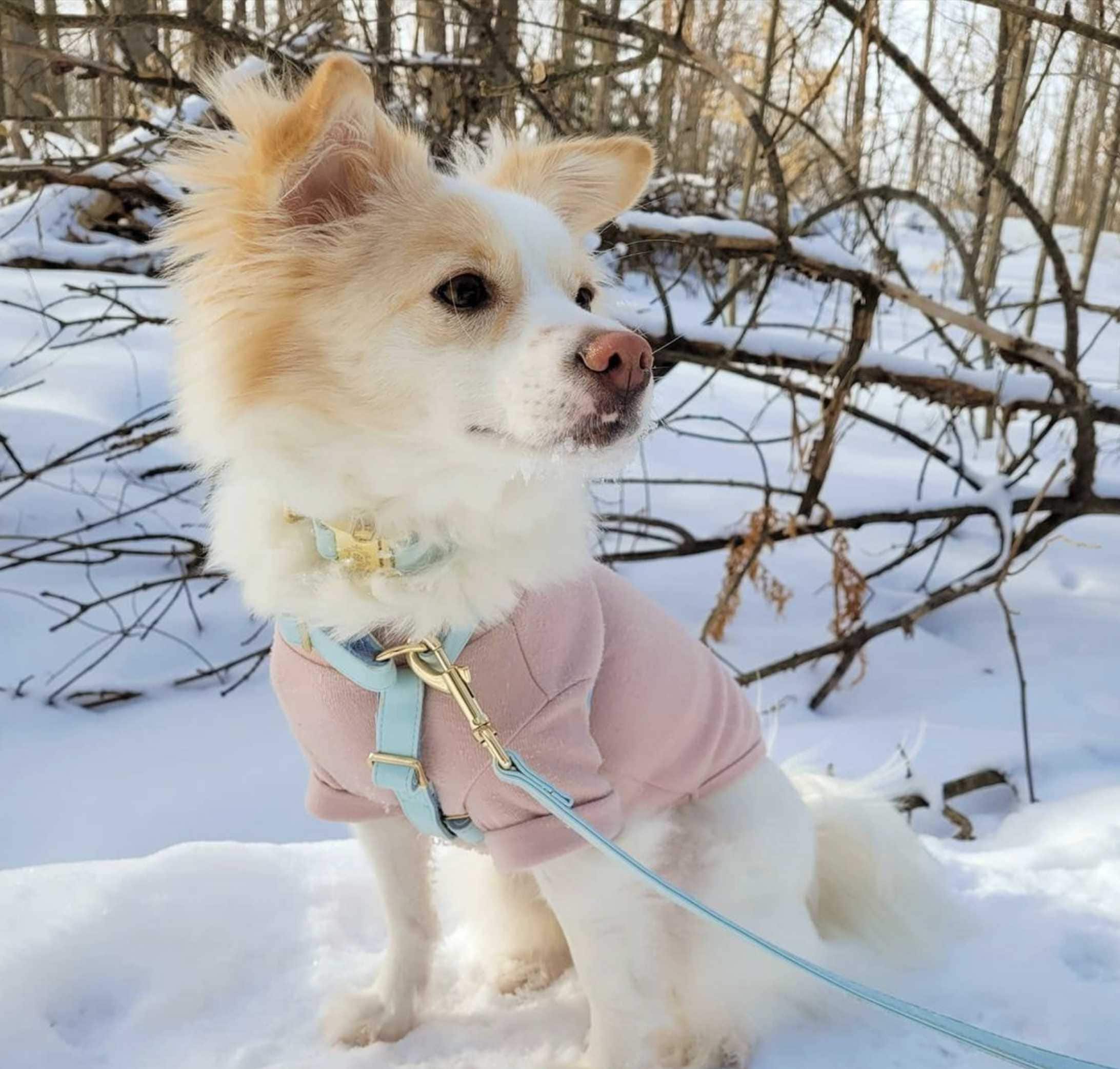 Baby Blue Dog Leash and Harness Set by iDoggos Best Seller Etsy España