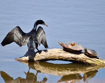 Kormoran Vogel & zwei Schildkröten Wildtiere Foto Kunstdruck (Digitaler Download)