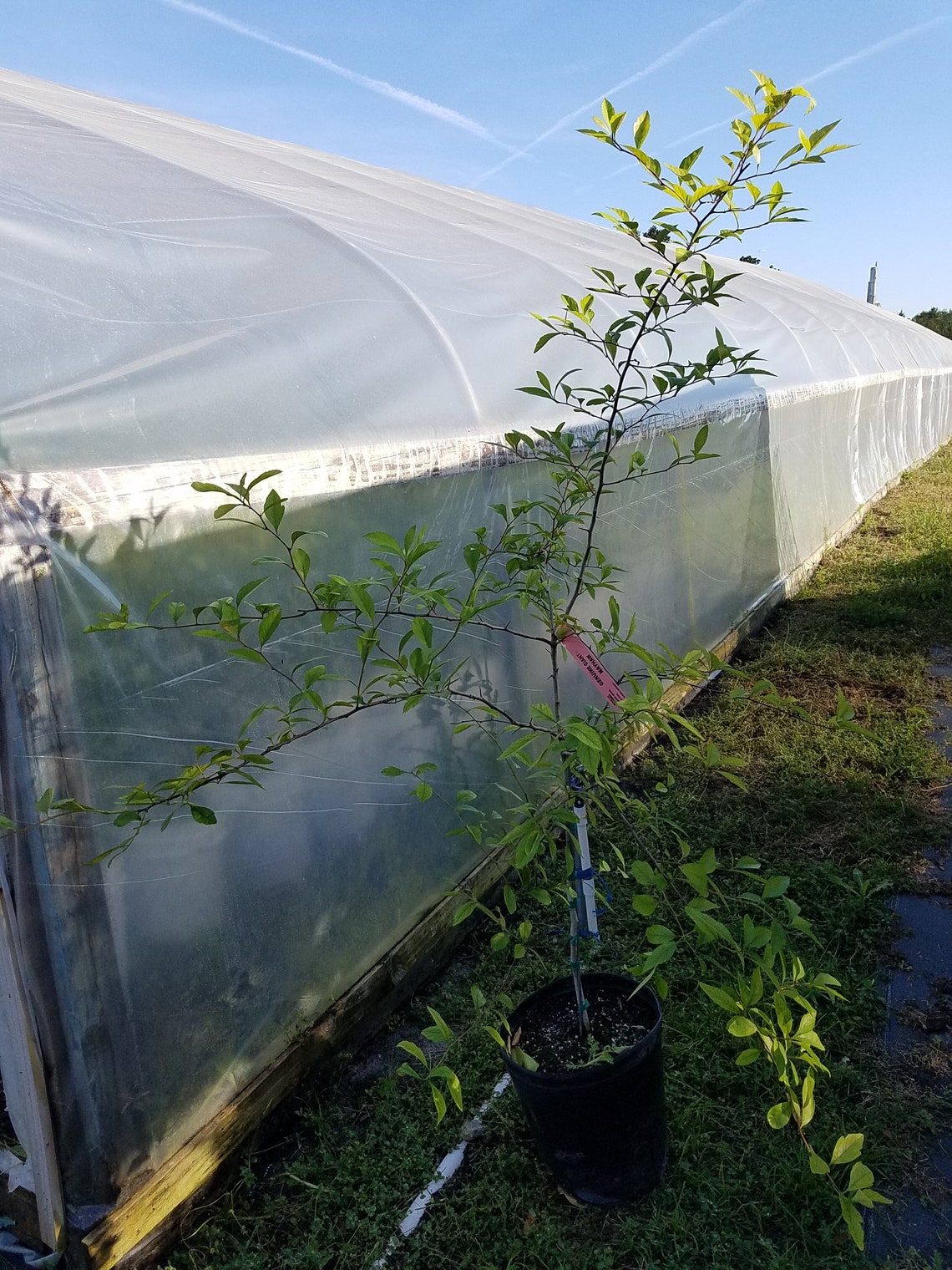 Genuine Giant Mayhaw Tree 4 To 5 Feet Tall Live Plant Red Etsy