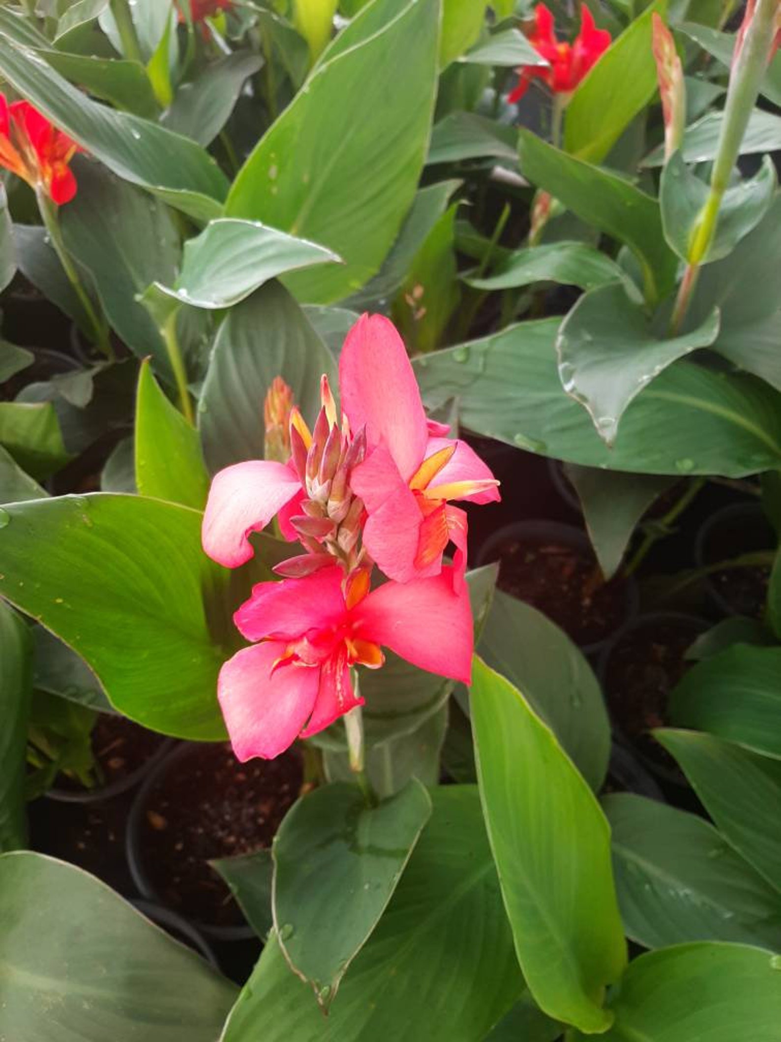 live canna plants for sale