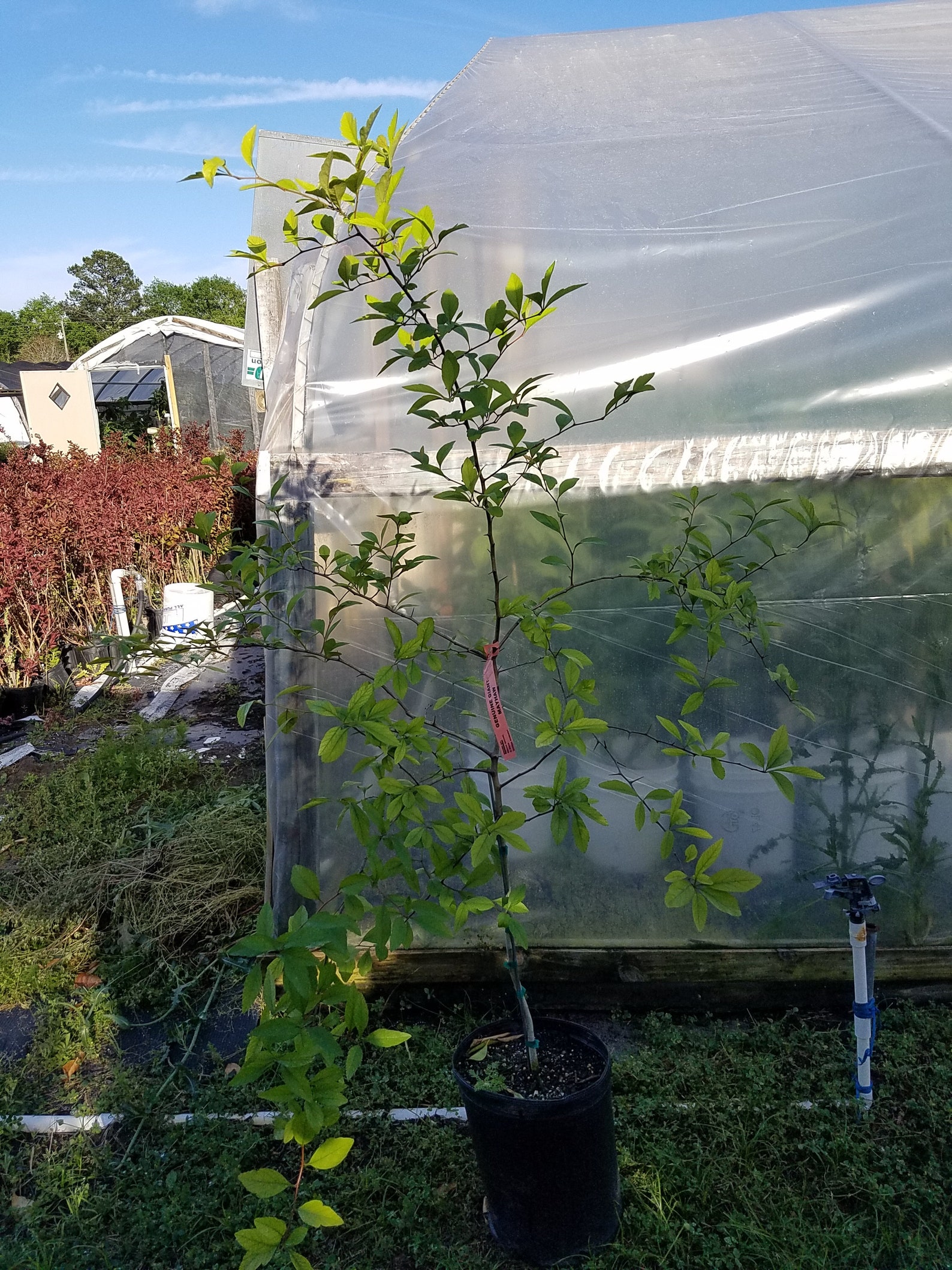 Genuine Giant Mayhaw Tree 4 To 5 Feet Tall Live Plant Red Etsy