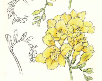 Chrysanthemums, Helenium, Freesias, Helianthus, Hostas & Rudbeckias to Print Out