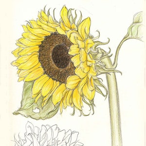 Aquilegia, Bindweed, Cosmos, Geranium, Jasmine, Kniphofia, Chinese Lanterns, Laburnum, Sunflower, Tritonia,  Weigela & Yucca to Print Out