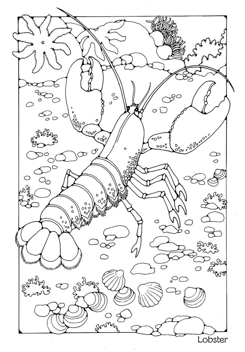 A Water World Colouring Book, 42 Different Pages to Download and Print ...