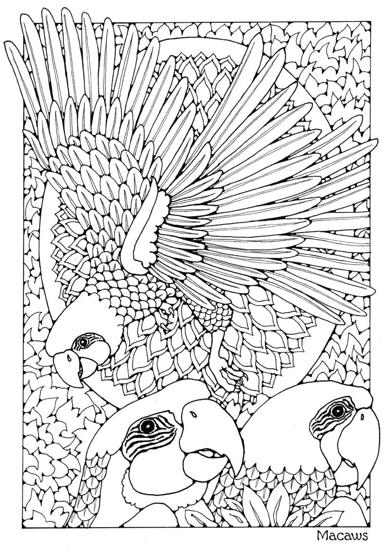 A Colouring Book of Birds. 42 Different Pages to Download and - Etsy UK