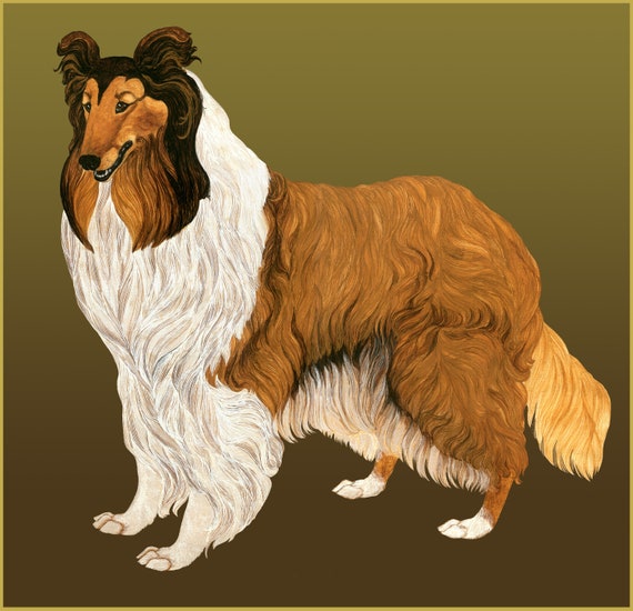 Long Haired Collie Painting By Dandi Palmer To Download And Etsy