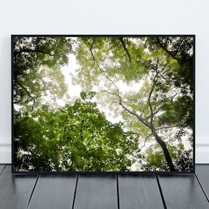 Fine Art Tree Photography Printable Wall Art, Nature Photography, Instant Download,Botanical Print