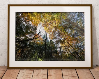 Fall Tree Photography Wall Art, Printable Wall Art, Nature Photography, Instant Download