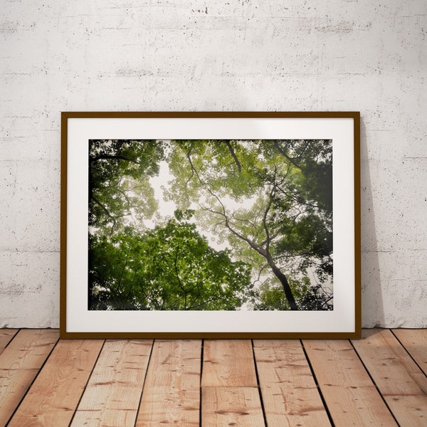 Tree Photography Art, Printable Wall Art, Nature Photography, Instant Download,Botanical Print